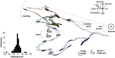 Spatiotemporal structure of foraging and path integration errors by fiddler crabs, Leptuca pugilator